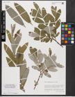Foto von Salix xanthicola K. I. Chr.